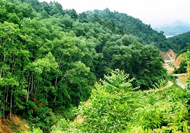 Một cánh rừng tại huyện Kon Rẫy