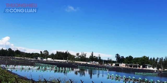 Phần diện t&iacute;ch nu&ocirc;i t&ocirc;m hiện nay của C&ocirc;ng ty CP Long Ph&uacute; cho đơn vị kh&aacute;c thu&ecirc;