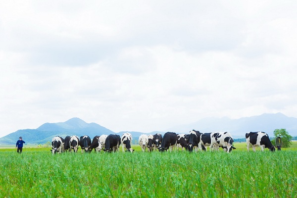 “Resort” bò sữa Organic của Vinamilk tại Cao nguyên Xiêng Khoảng - Lào được khởi công vào tháng 5/2019
