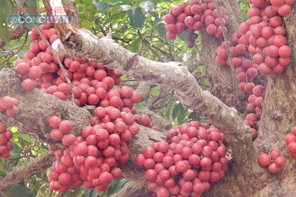 Quả dâu da đỏ mọc thành từng chùm đỏ rực trên thân cây hút mắt du khách