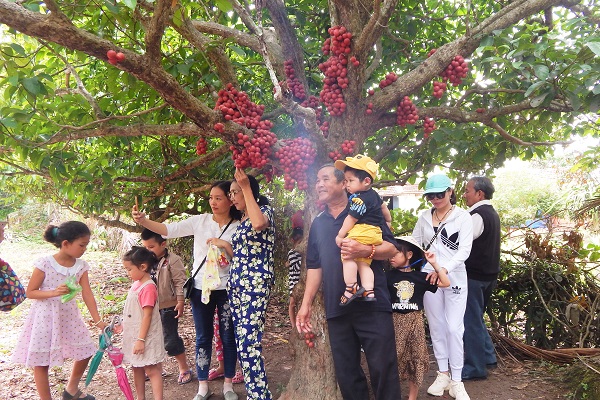 Khách đổ về vùng đất Tây Sơn Nhị-An Khê (Gia Lai) ngày đầu tiên “Lễ hội dâu da đỏ”