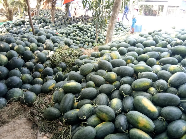 Thanh long, dưa hấu rớt giá còn 6.000 đồng/kg