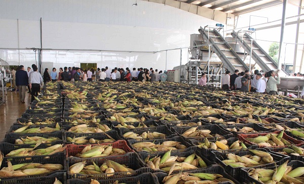 Khánh thành tổ hợp nhà máy chế biến nông sản lớn nhất Tây Nguyên