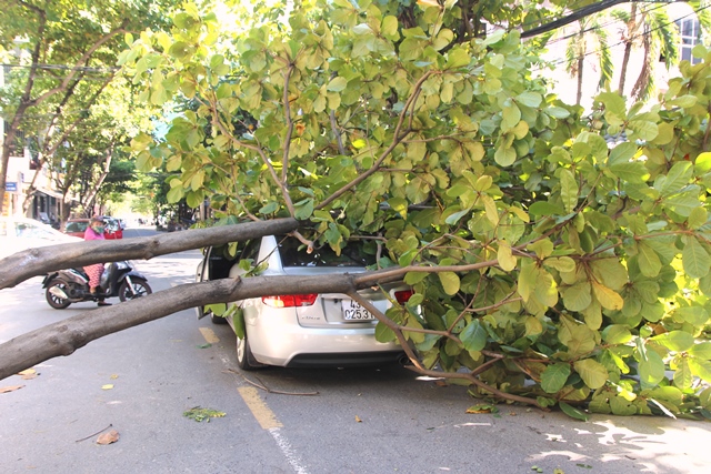 Đà Nẵng: Cây xanh bất ngờ bật gốc, đè lên xế hộp, chủ xe khiếp vía