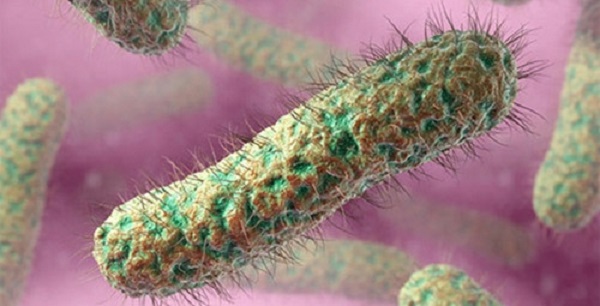 Vi khuẩn ăn thịt người gây bệnh whitmore