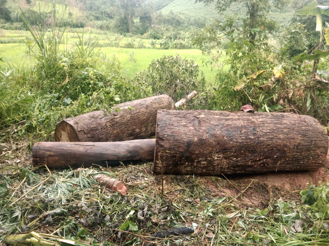 Kon Tum: Xe chở gỗ lậu bị lật, một người bị gỗ đè thiệt mạng