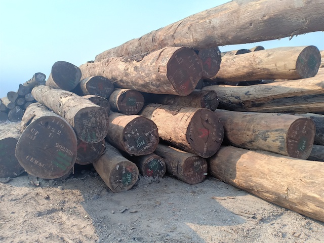 Các các cây gỗ tròn có độ dài, ngắn khác nhau tại chợ gỗ nhập khẩu Đình Vũ