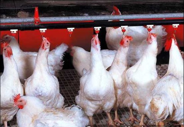 Giá gà hơi lông trắng chỉ ở mức 11.000 -13.000 đồng/ kg