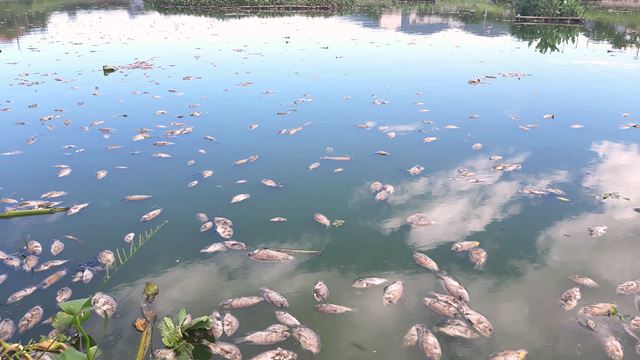 tại đ&agrave; ẵng c&aacute; chết