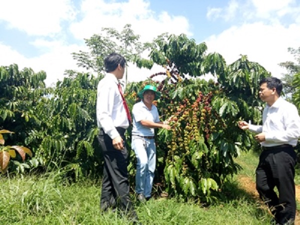 Anh Lương Văn Hiệp và cán bộ Agribank trao đổi kinh nghiệm chăm sóc cây cà phê