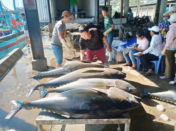 Nâng cao chất lượng và giá trị cá ngừ còn gặp nhiều khó khăn