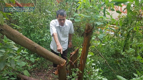 Ông Vũ Văn Chức (tổ dân phố Xích Thổ) cho biết: Hoạt động của công ty gây ô nhiễm khói, bụi khiến diện tích hơn 7,000 m2 trồng cây keo, cây bạch đàn