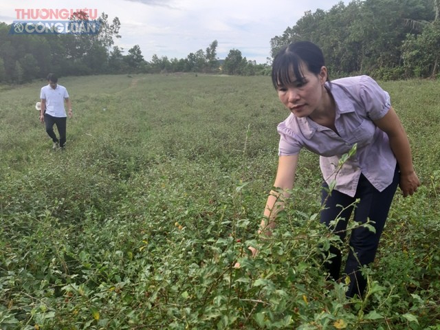 Chị Nguyễn Thị Giang – Chủ nhiệm HTX SXKD tổng hợp cây dược liệu Cự Nẫm bên vườn cà gai leo của gia đình