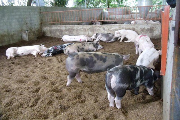 Theo Bộ NN&PTNT, tổng số lợn mắc bệnh dịch tả lợn châu Phi phải tiêu hủy trong tháng 8 đã giảm 20% so với tháng 7, và giảm gần 50% so với tháng 5