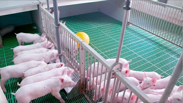 Nuôi lợn an toàn sinh học giúp hạn chế việc bệnh tật, lây lan diện rộng