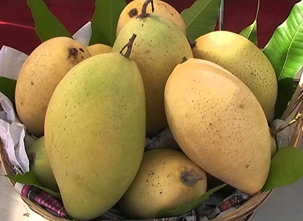 Xoài cát Hòa Lộc đạt tiêu chuẩn xuất khẩu sang thị trường Hàn Quốc