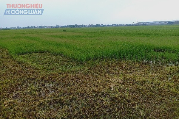 Cánh đồng lúa gần Cụm công nghiệp đã bị bỏ hoang, chỉ cỏ dại mọc do ô nhiễm nguồn nước tưới tiêu