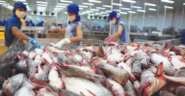 Xuất khẩu hải sản sang EU sụt giảm do vướng ‘thẻ vàng’