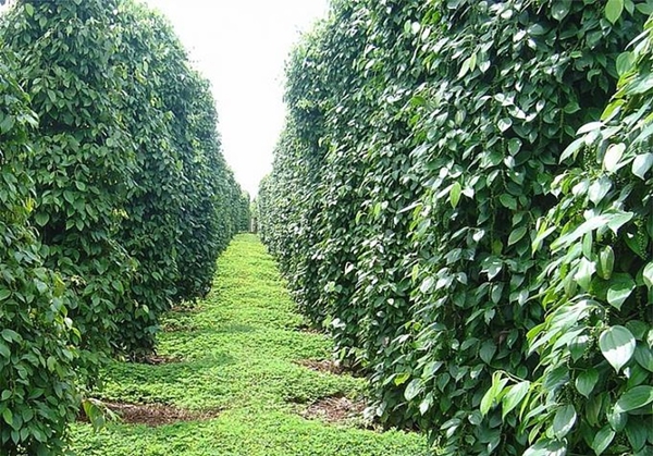 Thúc đẩy xuất khẩu hồ tiêu bền vững trong bối cảnh hội nhập