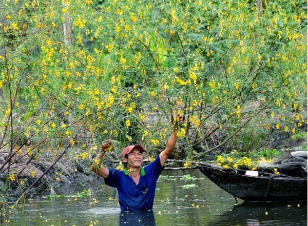 Anh Võ Văn Phong ở ấp 2, xã Phú Hội (huyện An Phú - An Giang) hái bông điên điển trong mùa nước nổi