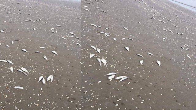 Hàng tấn cá chết trôi dạt vào bờ tại Hà Tĩnh