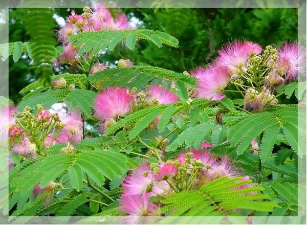 Hợp hoan b&igrave; trị rối loạn lo &acirc;u, trầm cảm