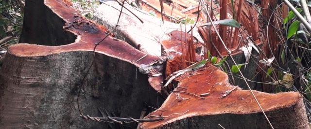 Những cây gỗ bị triệt phá