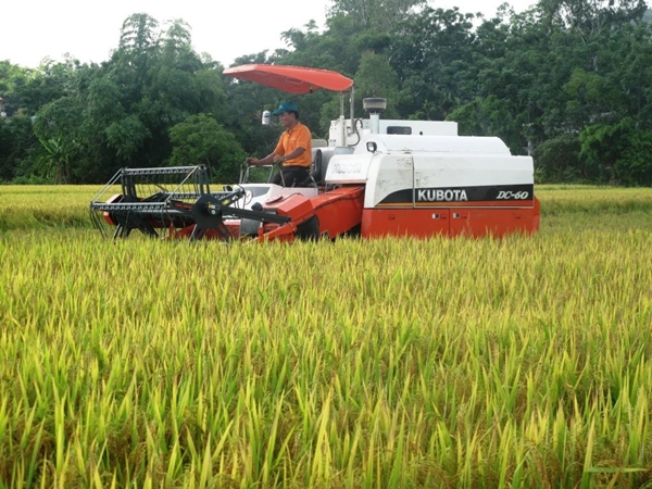 Kiên Giang: Dự báo sản xuất lúa đông xuân 2019 - 2020 sẽ gặp nhiều khó khăn