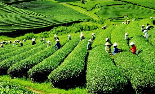 Lai Châu – điểm khám phá lý tưởng trên hành trình Tây Bắc