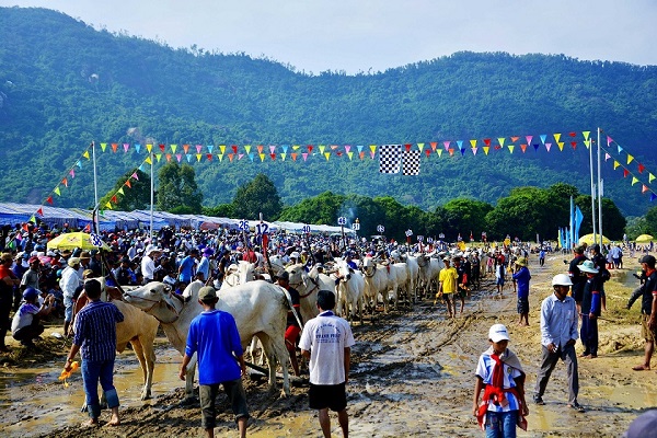 Năm nay, lần đầu tiên có sự tham gia của các đôi bò đến từ tỉnh Sóc Trăng