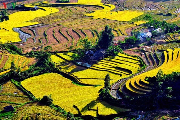 Cùng với vùng chè chất lượng cao, nhiều địa phương ở Lai Châu đã phát triển sản xuất vùng lúa cao sản thơm ngon có tiếng cả nước: tẻ dâu, séng cù