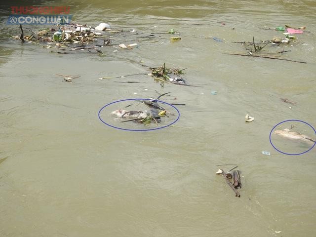 Bên cạnh xác lợn, chó còn có cả một số rác thải sinh hoạt khác cũng được người dân ném thẳng xuống dòng sông