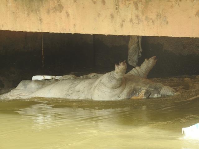 Nghệ An: Xác lợn nổi lềnh bềnh trên sông Đào giữa tâm dịch tả châu Phi