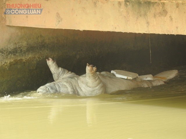 Xác một con lợn trong giai đoạn trương phình, chờ phân hủy đang nổi lềnh bềnh trên mặt nước sông Đào