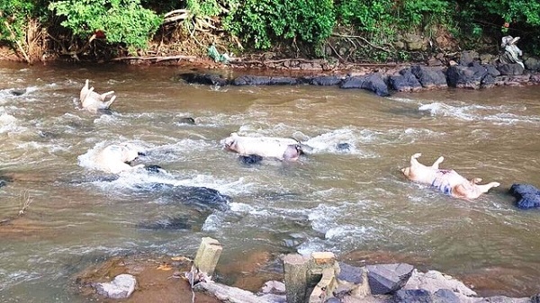 Xử lý nghiêm hành vi vứt lợn chết ra ngoài môi trường