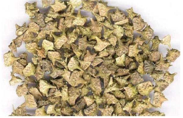 Bạch tật l&ecirc; c&oacute; t&aacute;c dụng tốt với người tiểu kh&ocirc;ng tự chủ