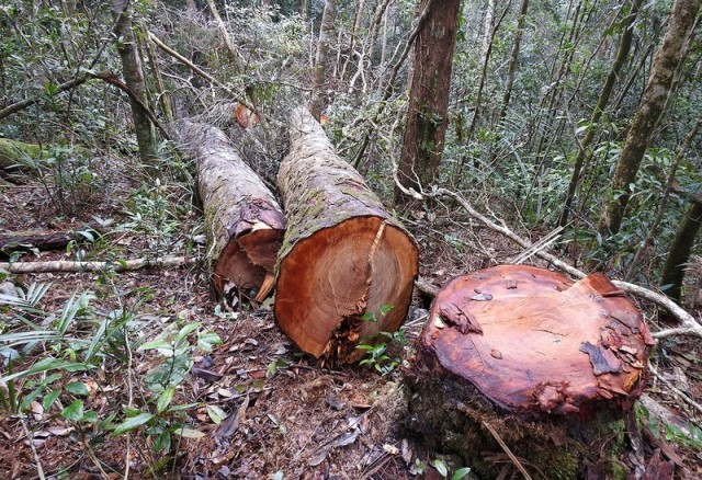 H. Kon Plông-Kon Tum: Khởi tố vụ án khai thác gỗ trái phép