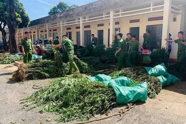 Chư Sê (Gia Lai): Phát hiện hơn 2.000 cây cần sa trồng trái phép