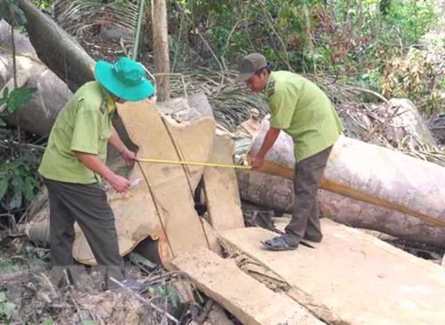 Phú Yên: Phát hiện vụ phá rừng ở Hòn Đác