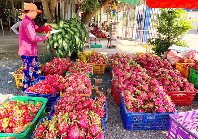 Bình Thuận: Giá thanh long chính vụ đạt mức cao hơn năm 2018