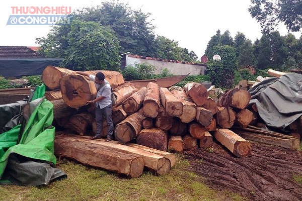 Tang vật tại vụ gỗ lậu ở khu vực biên giới tỉnh Gia Lai