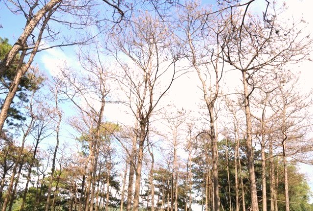 Thủ tướng yêu cầu tỉnh Đắk Nông báo cáo về hàng trăm cây thông bị đầu độc