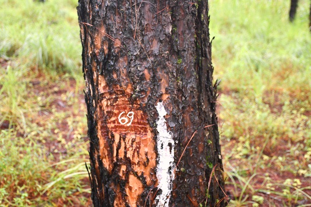 th&ocirc;ng bị ken thuốc độc