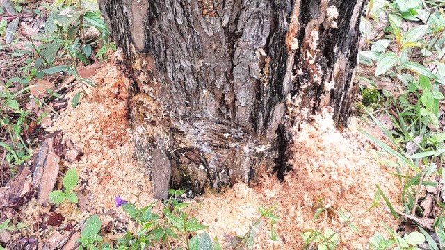 c&aacute;c đối tượng