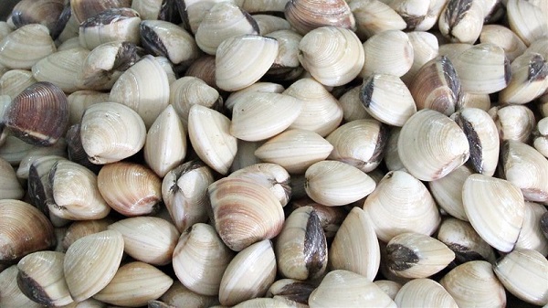 Ngao hoa, ngao trắng và nghêu lụa là ba loại thủy sản của Việt Nam được bổ sung xuất khẩu sang thị trường Trung Quốc