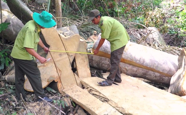 Phú Yên: Lâm tặc bỏ lại gỗ quý khi bị lực lượng kiểm lâm phát hiện