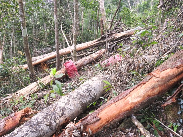 C&acirc;y rừng bị triệt ph&aacute; chỉ lấy v&otilde;