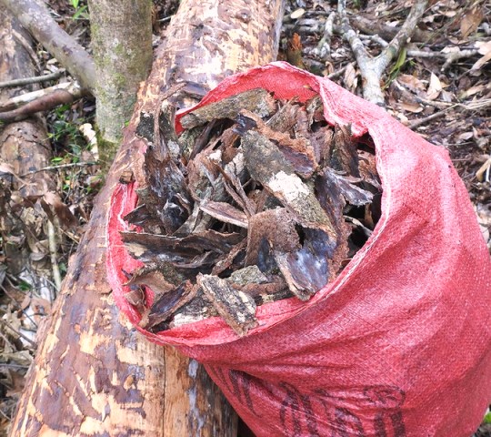 V&otilde; c&acirc;y B&ugrave;i được thu gom v&agrave;o bao để b&aacute;n cho thương l&aacute;i