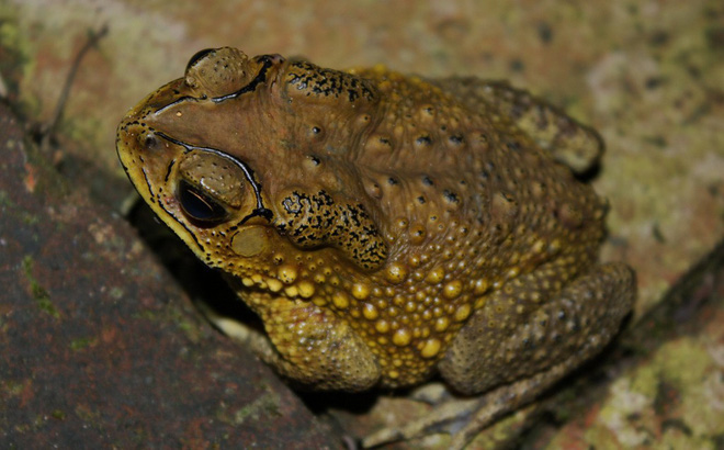 Đắk Lắk: Ba chị em bị ngộ độc phải nhập viện sau khi ăn thịt cóc