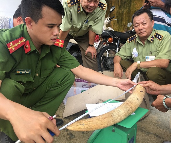 Lực lượng chức năng kiểm tra và thu giữ số ngà voi vận chuyển trái phép